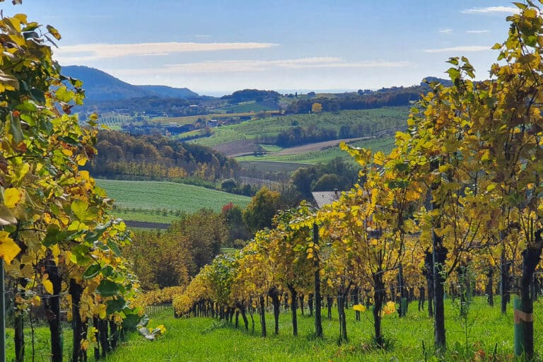Smarter Weinbau in der Südsteiermark: Wie verändern Technologien die Weinproduktion?